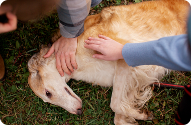 Hands petting a dog